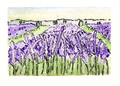 Lavender Fields (Print)