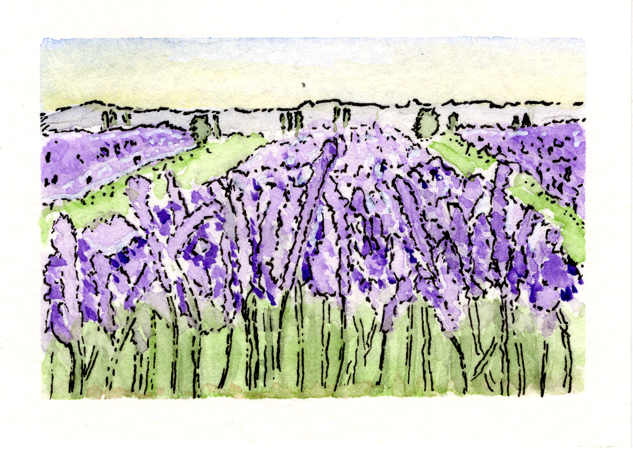 Lavender Fields (Print)