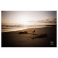 The Seagull