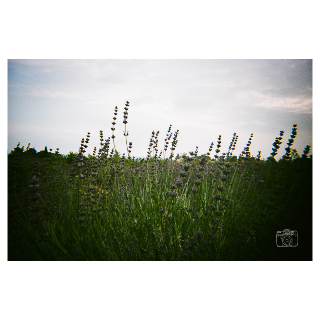 Lavender